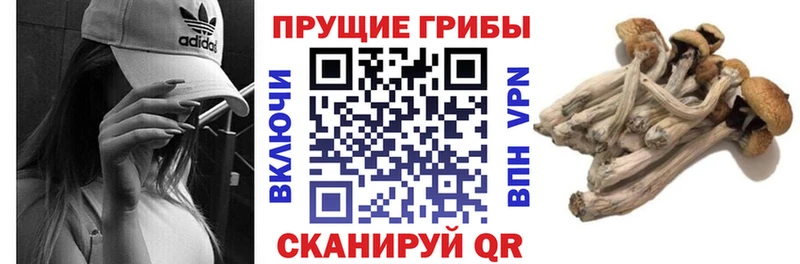 как найти наркотики  Кемерово  блэк спрут ONION  Псилоцибиновые грибы Cubensis 