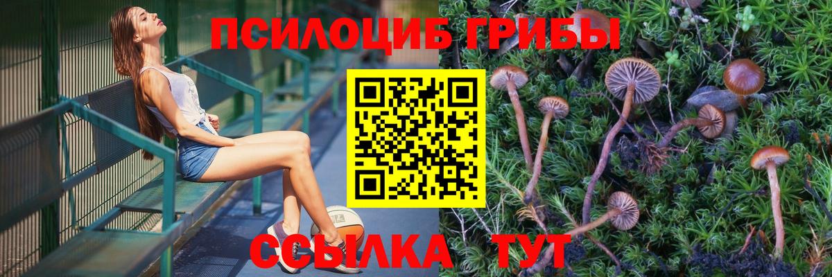 Псилоцибиновые грибы Psilocybe Кемерово
